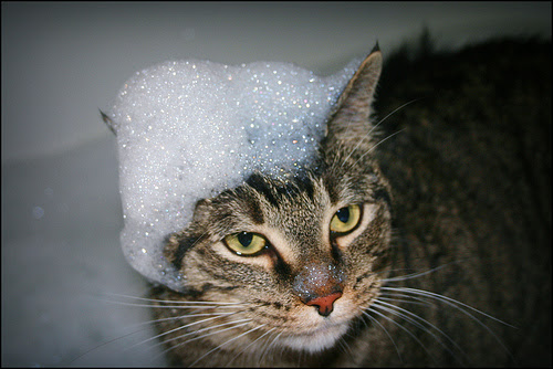 なぜ猫は水を嫌がるのか 我が家の猫はお風呂嫌い 猫と三十路男子の気ままで豊かな暮らし