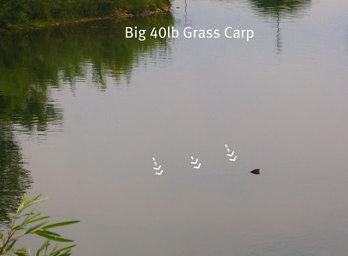 big grass