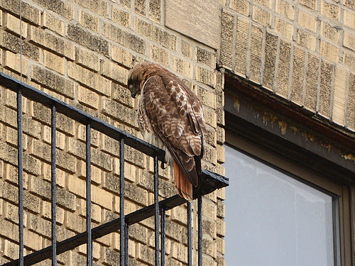 Washington Heights Mother Hawk