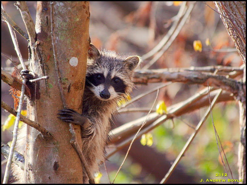 Raccoon