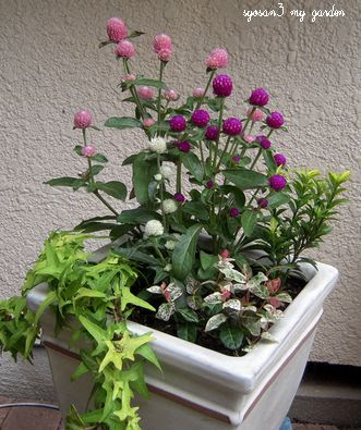 寄せ植え作り センニチコウ イオニマス他 楽笑ガーデニングとショップ探索 楽天ブログ