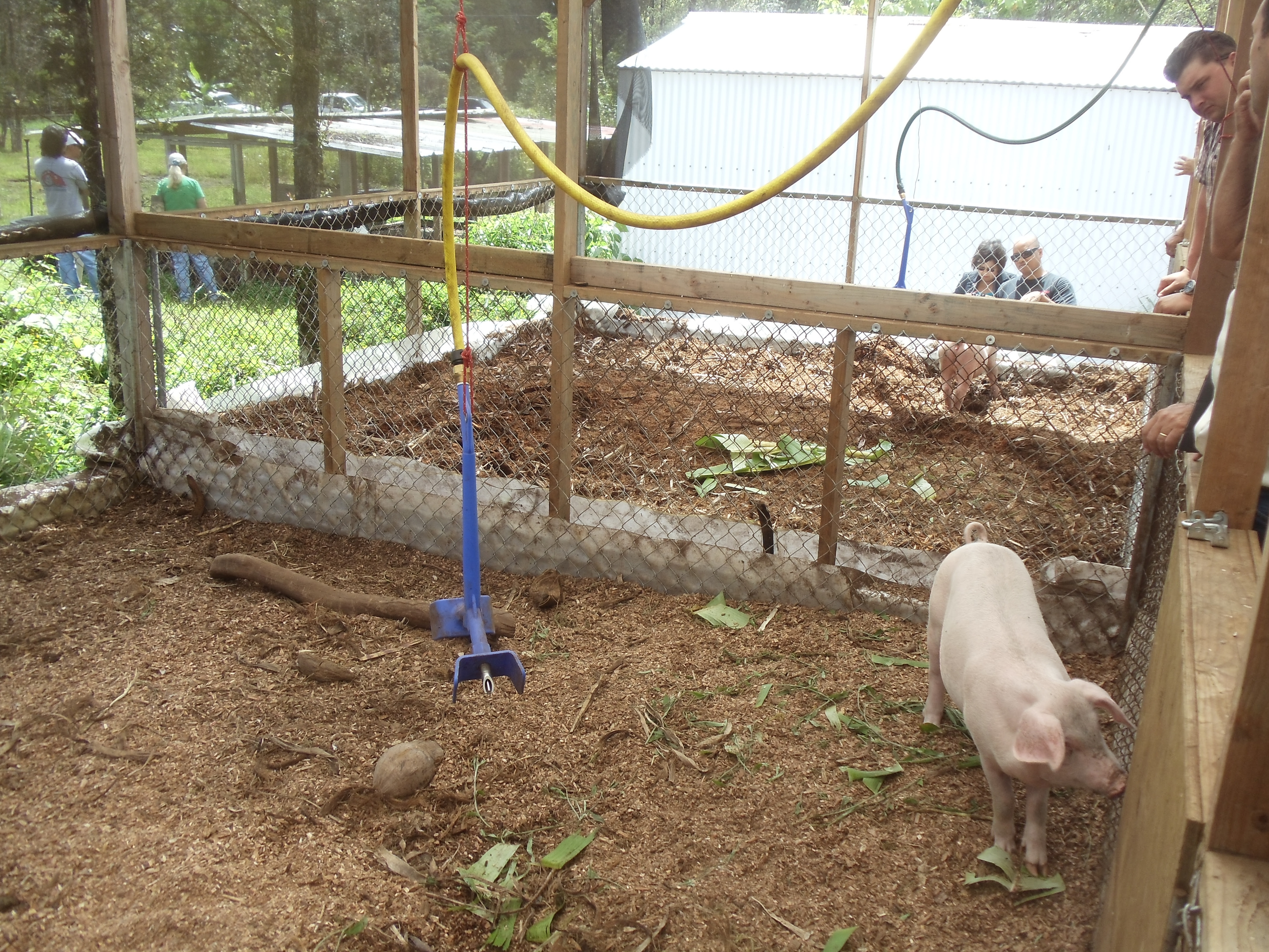 Pig House Design Philippines House Designs