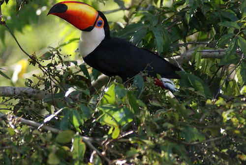 fruit loops toucan. Toucan (The FRUIT LOOP bird)