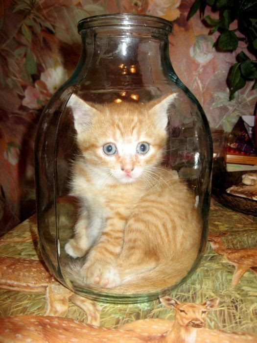 100 Photos De Chat Trop Mignon Et Marrante Lenafi Over Blog Com