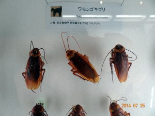 都市の自然 ２０１４年７月ー 博物館の特別展です 何年か前にも 同じ あるいは同名で 特別展があったそうです 先に結論を書くと その時との比較があった ある のかどうか よくわかりませんでした 入り口の 顔出しパネルです