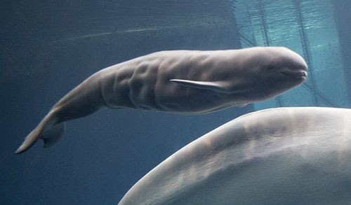 Beluga Calf Close-up Shedd Aquarium RS1