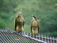 Divine Red-Tailed Hawks in Morningside Park