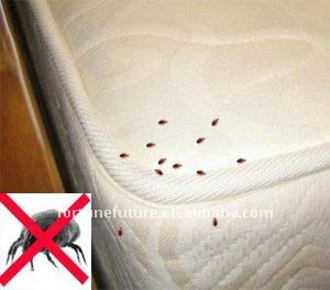 Dust Mites Vs Bed Bugs | Bed Mattress Sale