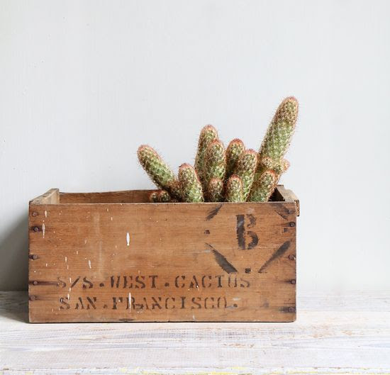 Vintage Industrial Cactus Shipping Box