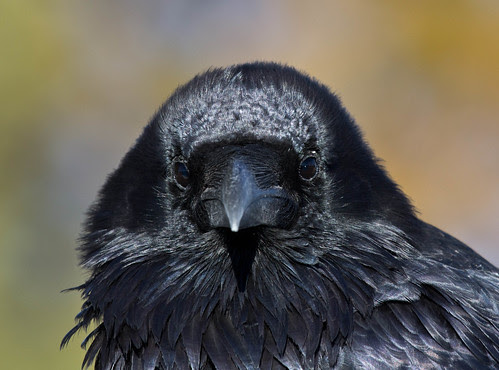 Common Raven
