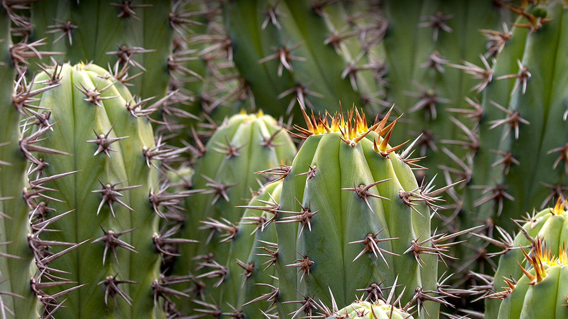 Photo de cactus