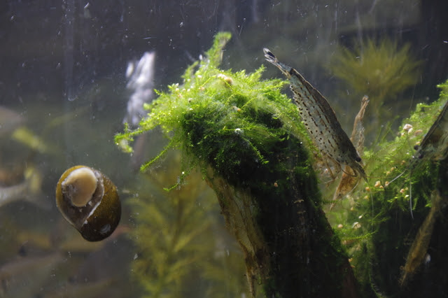 プロが教える水槽の掃除方法 Glosso