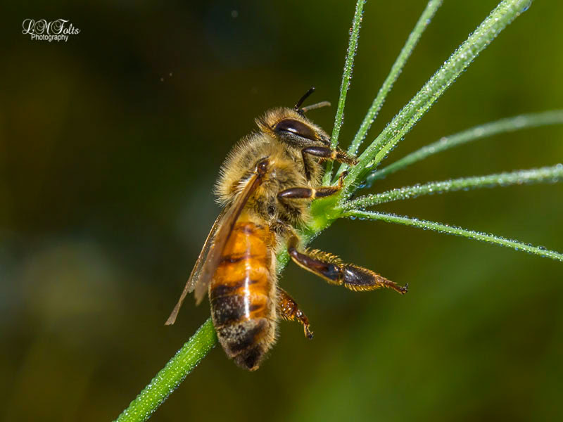 Honey Bee