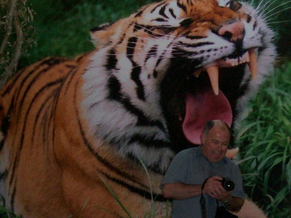hungry tiger optical illusion