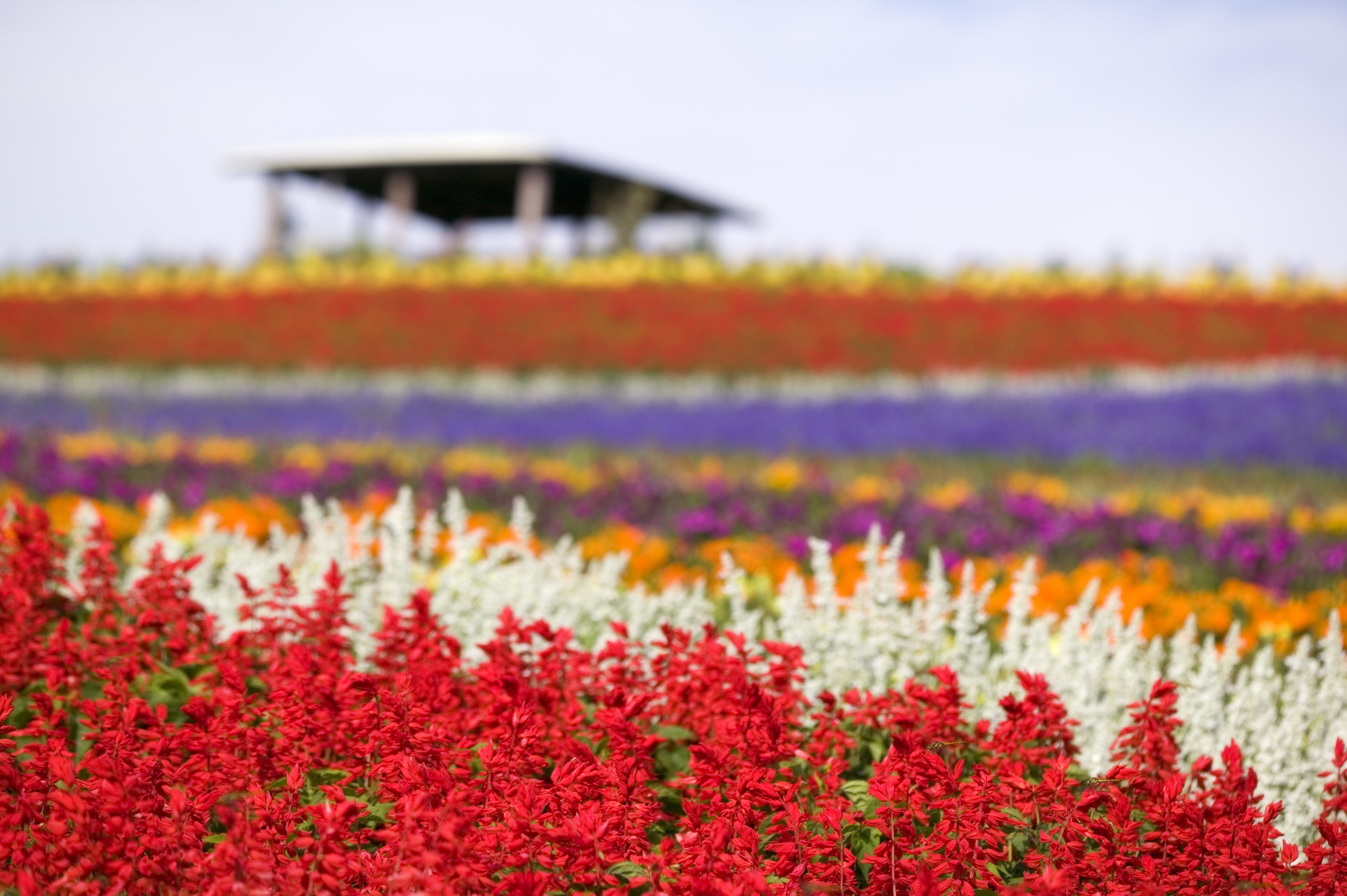ゆんフリー写真素材集 No 3101 花畑 日本 北海道