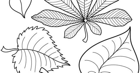 ausmalbilder blaetter  wald pinterest blaetter