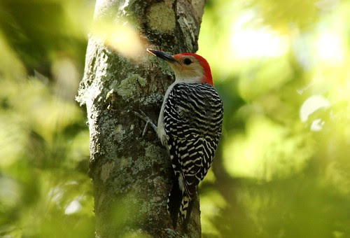 Red-bellied Woodpecker  - 10/29/2010