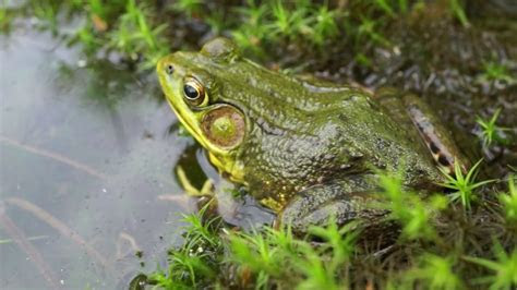 Sarah austin has been single for years. Cathing Frogs : Catching frogs - YouTube - To learn how to