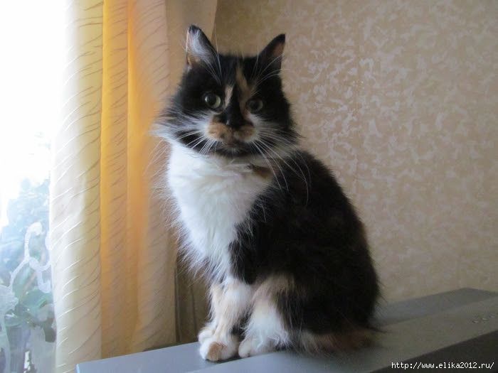 IMG_1004 (700x525, 244Kb)