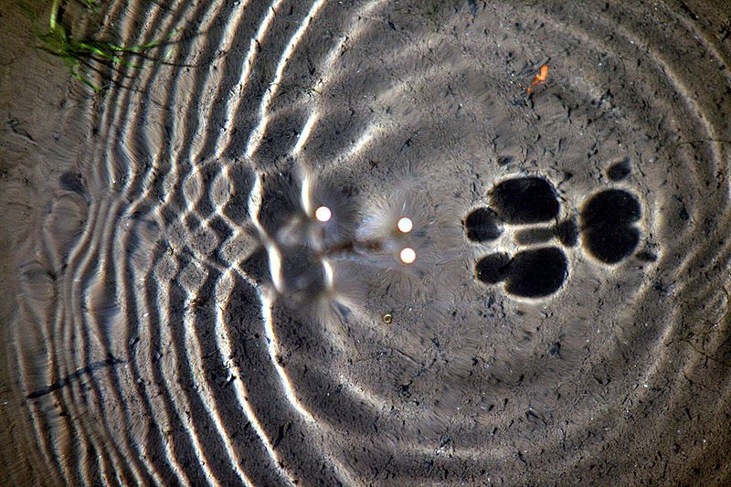 File:Surface waves and water striders.JPG