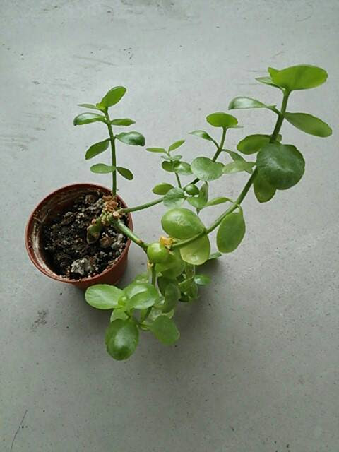 カランコエ植え替え けろぐ