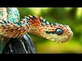 5 rarest snakes in the world