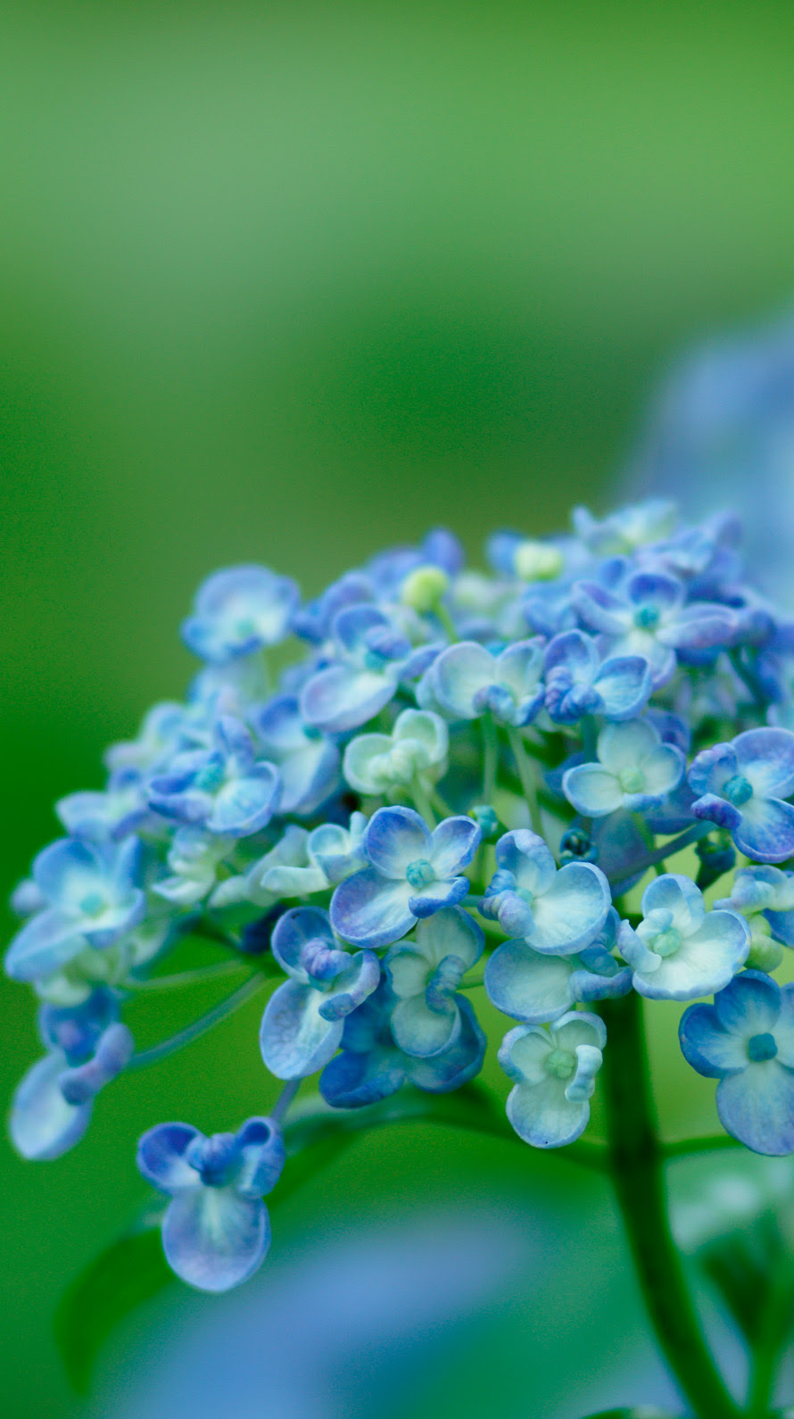 アジサイ 紫陽花 Iphone壁紙タウン