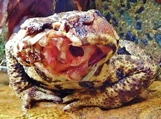 ショック 残酷 顔のないカエルがいた シニアナナ 思考徒然