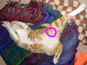 脈拍 呼吸数 ぎゃおす王国