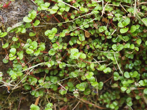 Mind-your-own-business, Soleirolia soleirolii