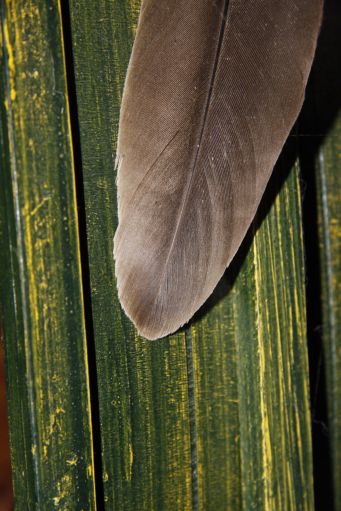 feather