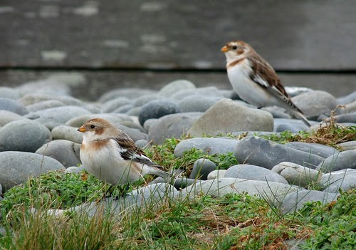 23676 - Snow Buntings, Ynyslas