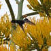 humming bird in antigua