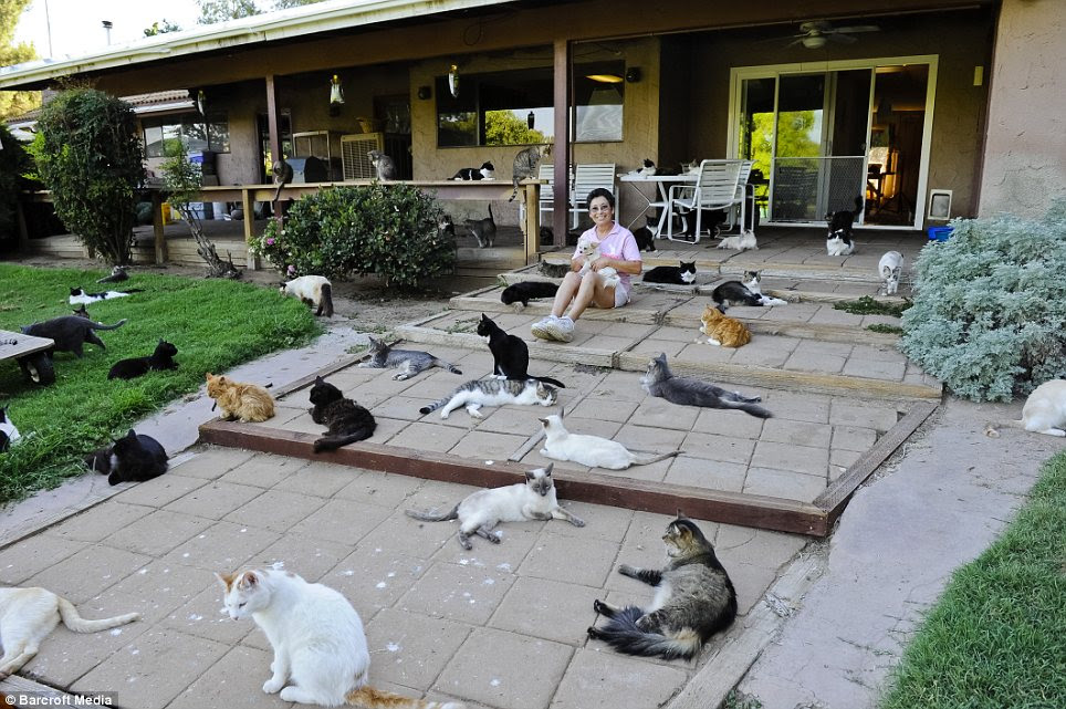 Down time: Cats are Often flown in from New York, after owners decided Their apartments are too small for Their pets