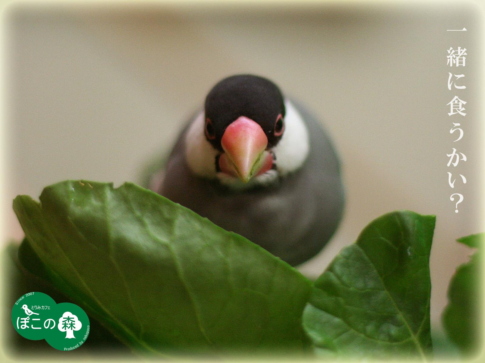 桜文鳥正面顔壁紙 ぽこの森 鳥壁紙プレゼント ようこそ とりみカフェ 鳥カフェでの出来事や鳥写真