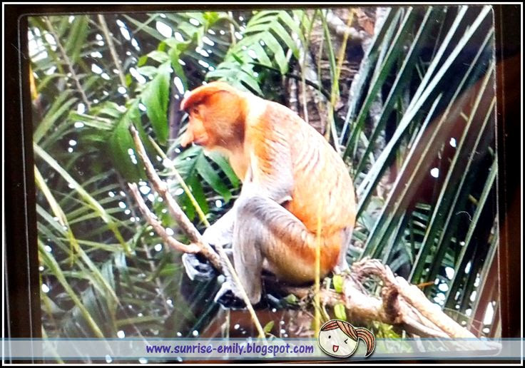 Proboscis Monkey River Cruise Tour @ Le Cruise De Kota Belud