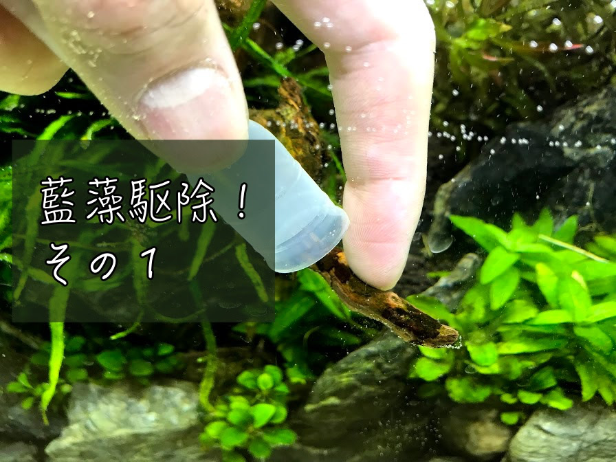 藍藻の発生原因と対策 除去 駆除について その１ Aqua24アクアリウム