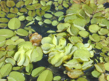 ผลการค้นหารูปภาพสำหรับ เฟินน้ำซาลวิเนีย(Salvinia Molesta)