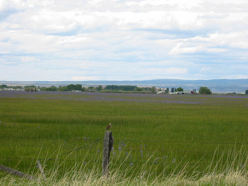 Flooded fields