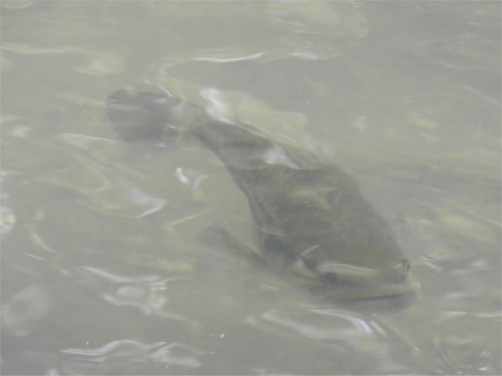水面下のブラックバス オオクチバス 壁紙写真 樹木の四季 管理人の気ままな記録