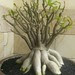 Copy of Adenium bonsai plant 4