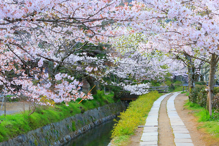 哲学の道 桜