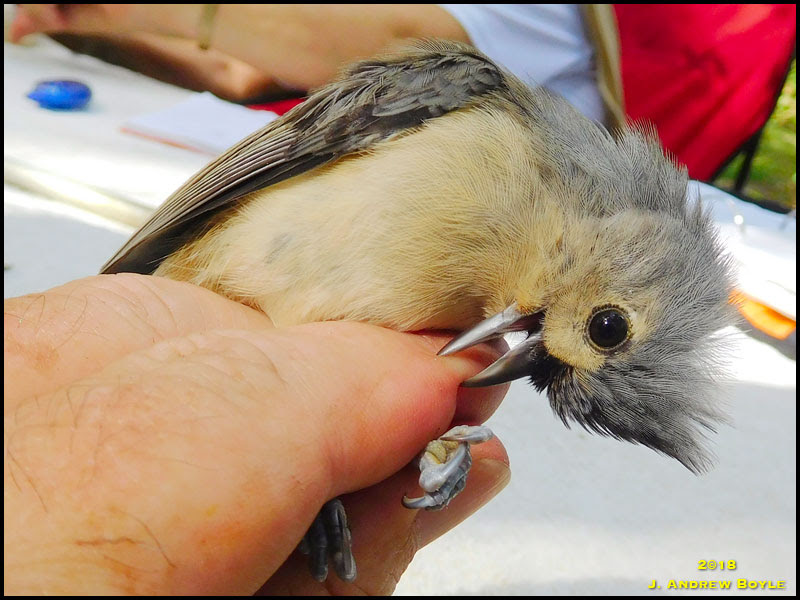 Tufted Titmouse