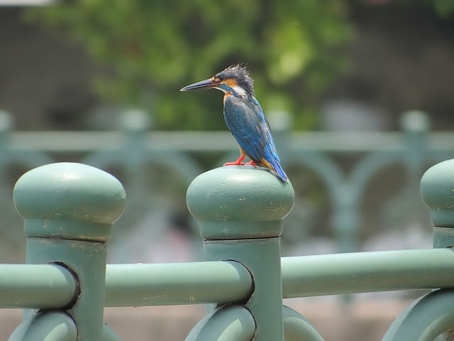 翠鳥/無限台南