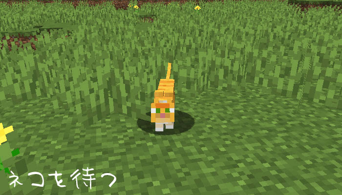 マイクラ 新ネコ登場 飼いならし方やヤマネコとの違いは マイクラモール