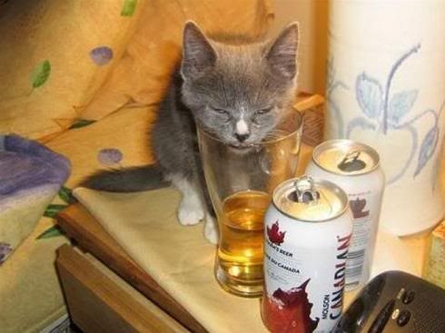 gato bebendo cerveja