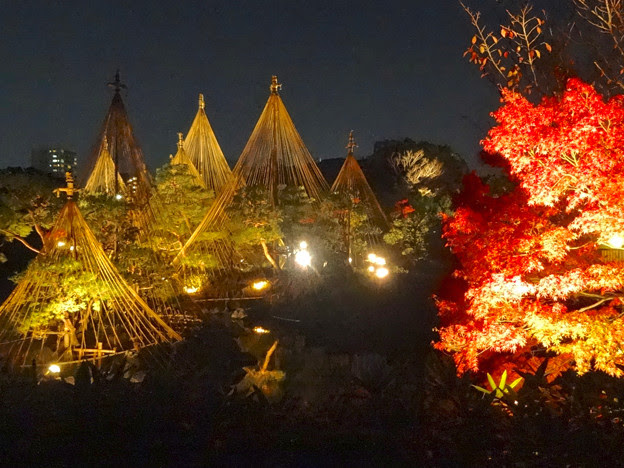 白鳥庭園 紅葉ライトアップ15 No 雪吊りと紅葉 照片共享頁面 攝影藏