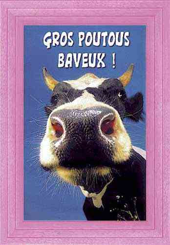 Humour Vache