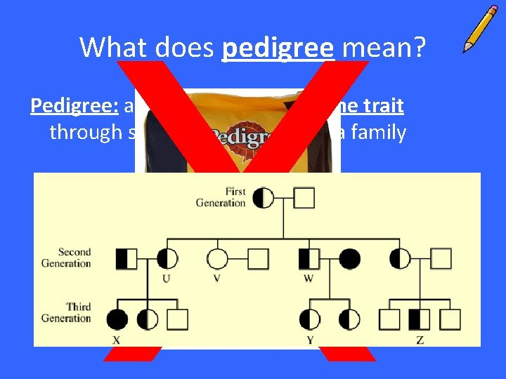 X What Does Pedigree Mean Pedigree A Diagram