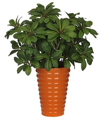 House of Silk Flowers Artificial Mini Pittosporem Desk Top Plant in Pot; Orange